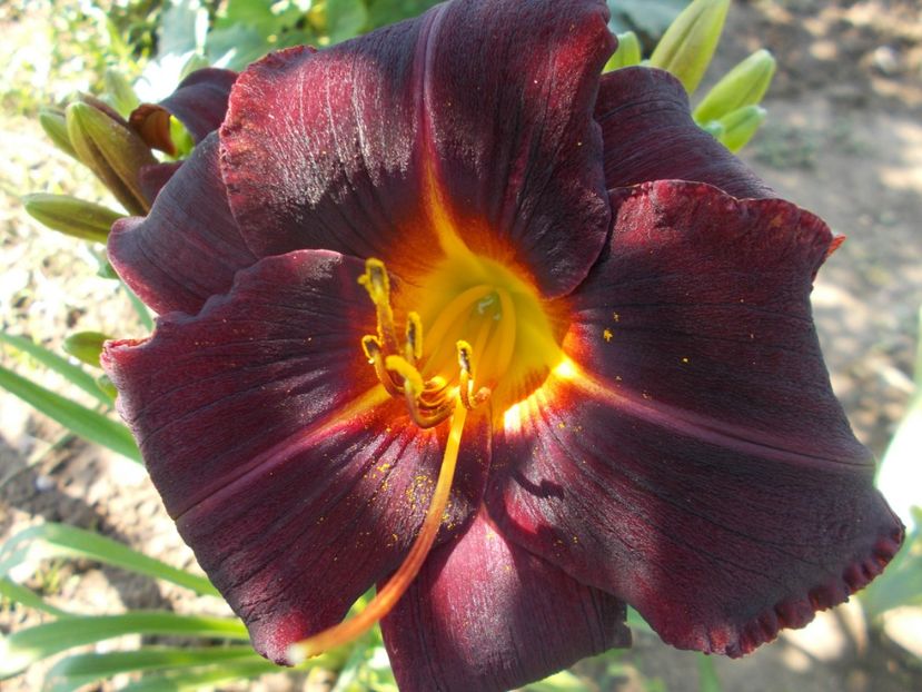  - Hemerocallis 2018