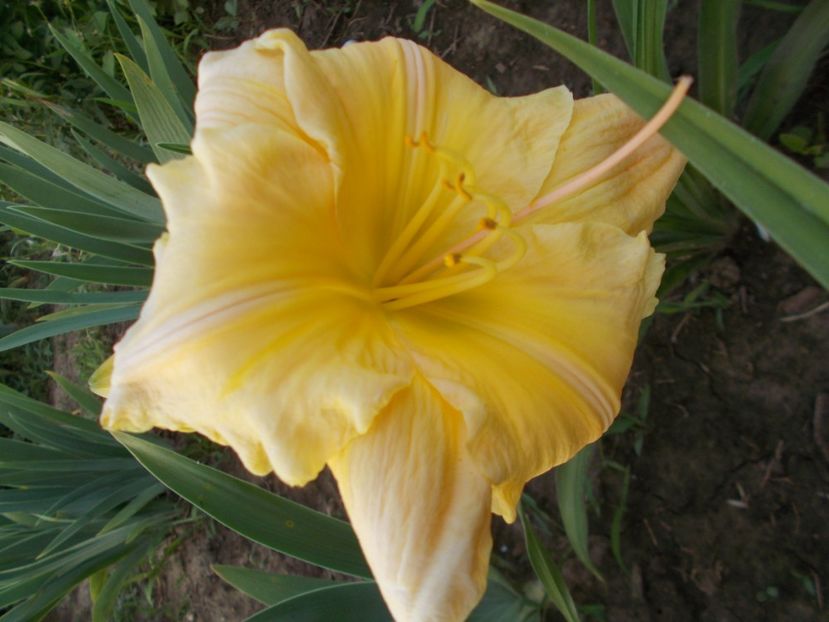 Tequila and Lime - Hemerocallis 2018