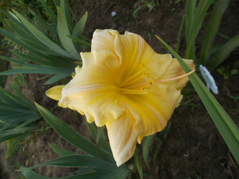 Tequila and Lime - Hemerocallis 2018