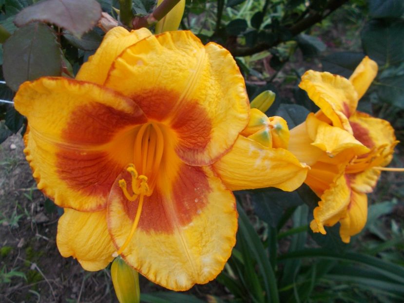 Fooled Me - Hemerocallis 2018