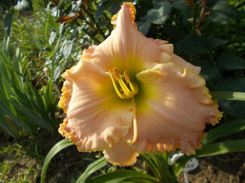 Jacqueline Kennedy Onassis - Hemerocallis 2018