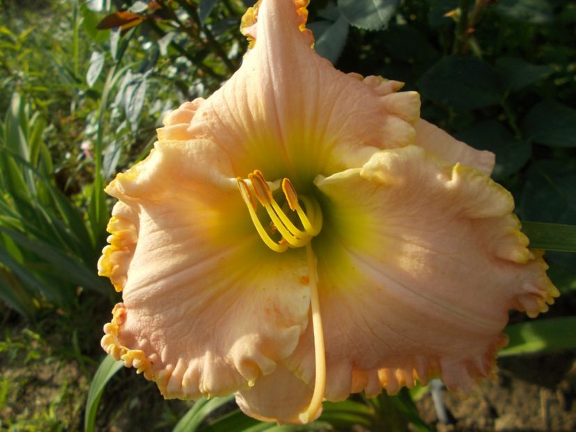 Jacqueline Kennedy Onassis - Hemerocallis 2018