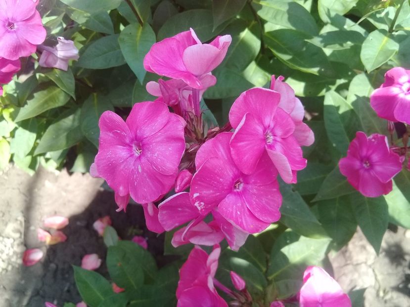  - Phlox
