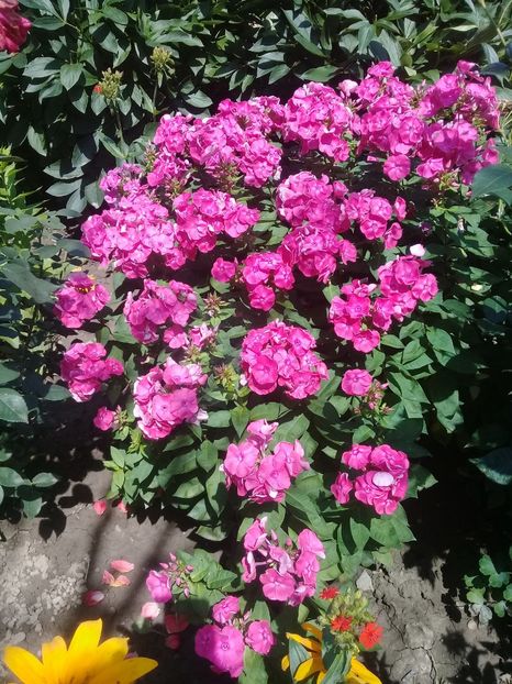  - Phlox