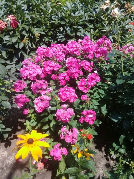  - Phlox