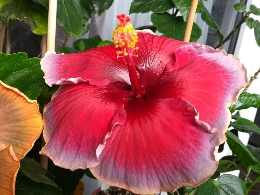  - Indian Divine Grace