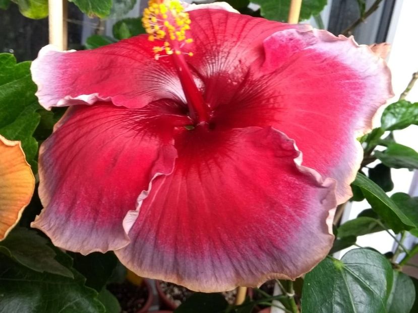  - Indian Divine Grace