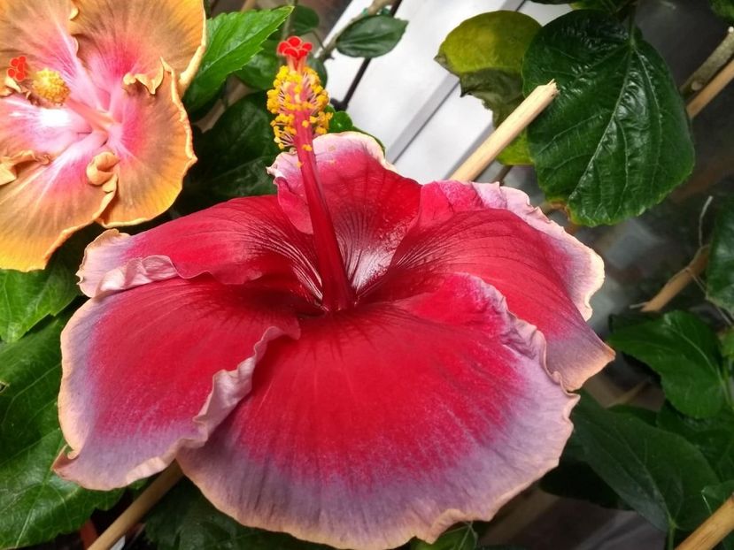  - Indian Divine Grace