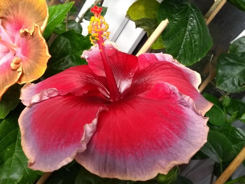  - Indian Divine Grace