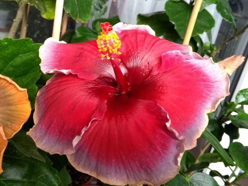  - Indian Divine Grace