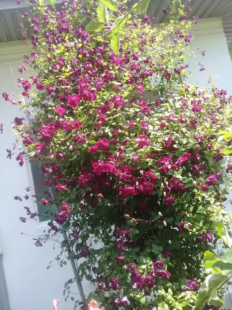  - Clematite 2015-prezent