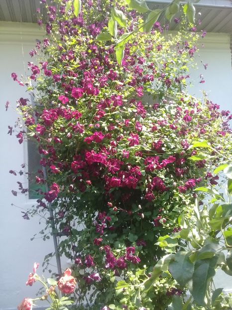  - Clematite 2015-prezent