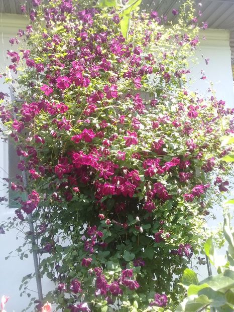  - Clematite 2015-prezent