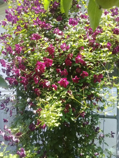  - Clematite 2015-prezent