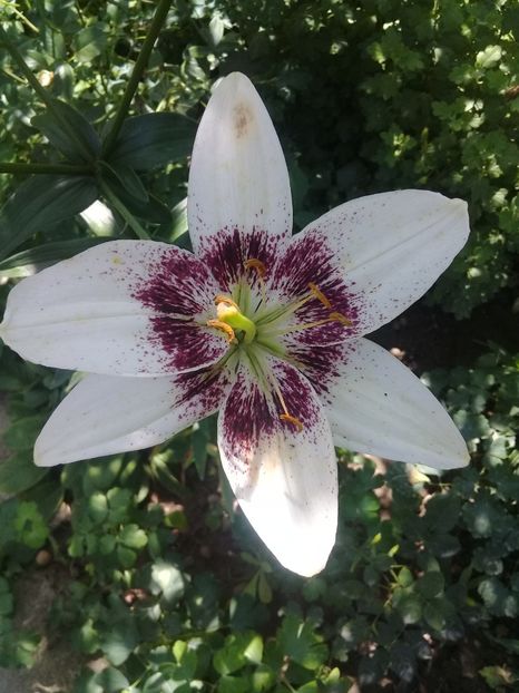  - Crini de gradina 2015- prezent