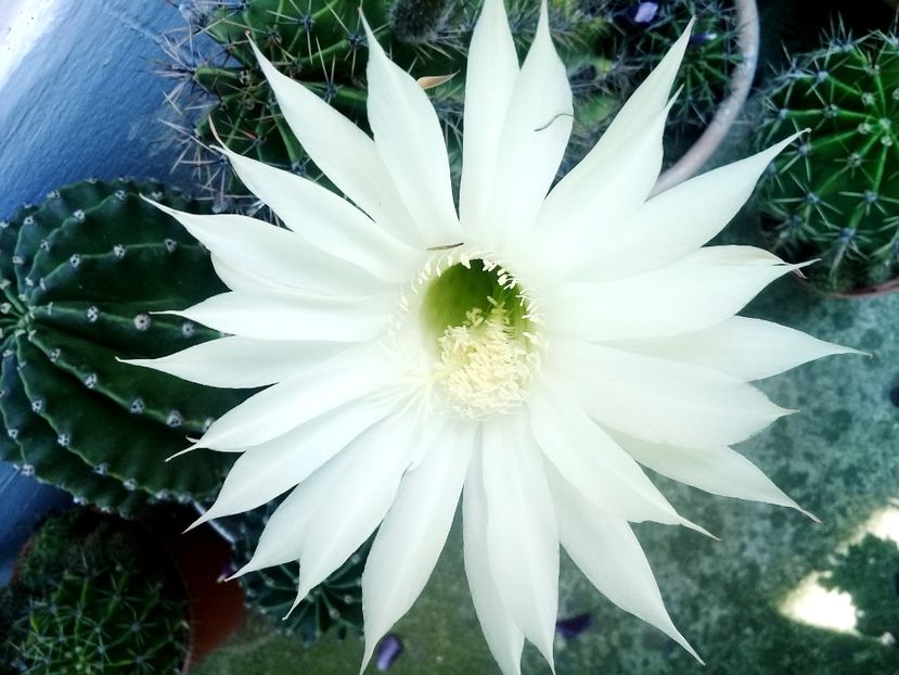  - Cactusi si suculente