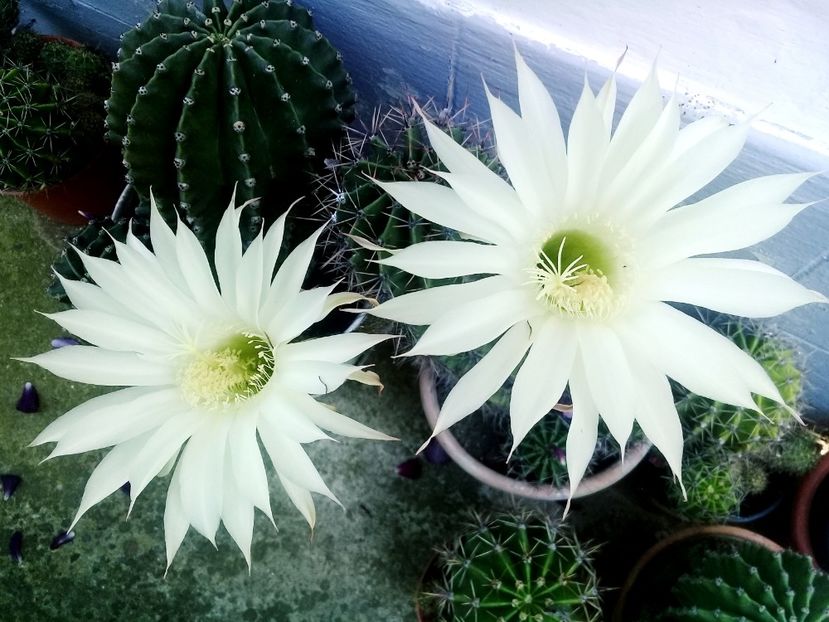  - Cactusi si suculente