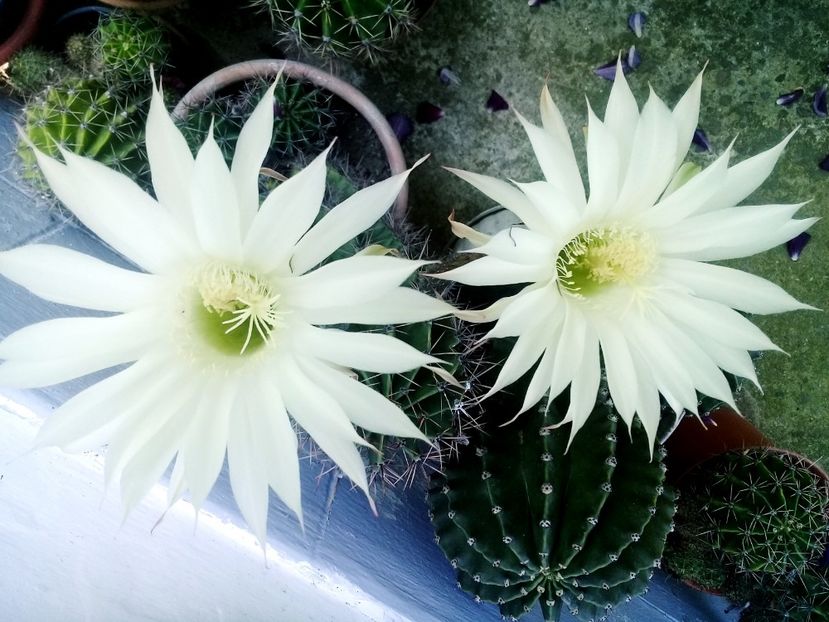  - Cactusi si suculente