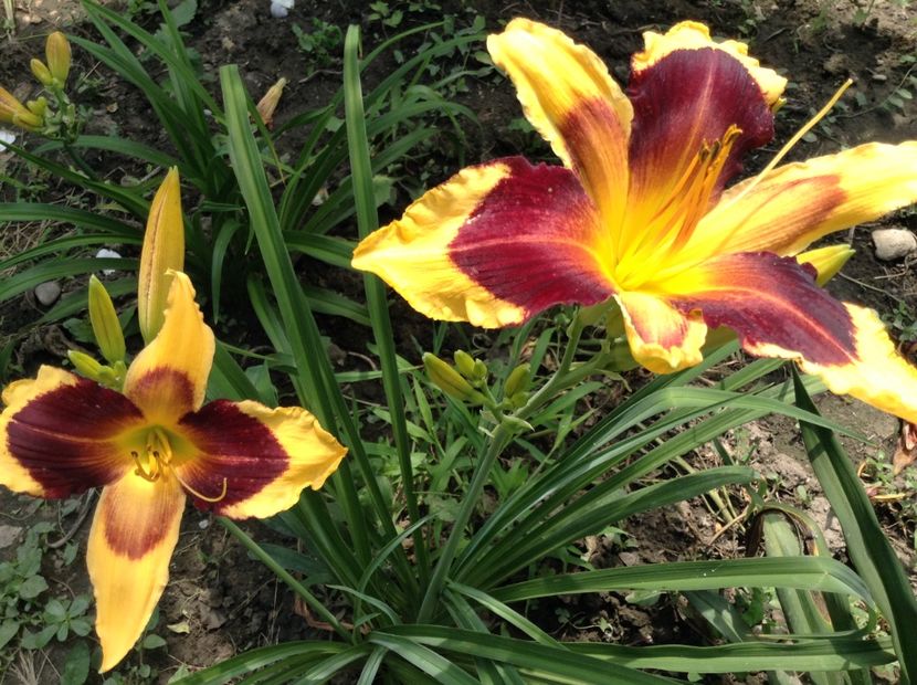 Indian sky - Hemerocallis 2018