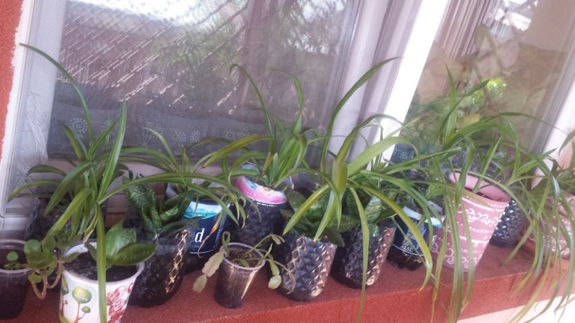 Plante de interior - Plante de interior