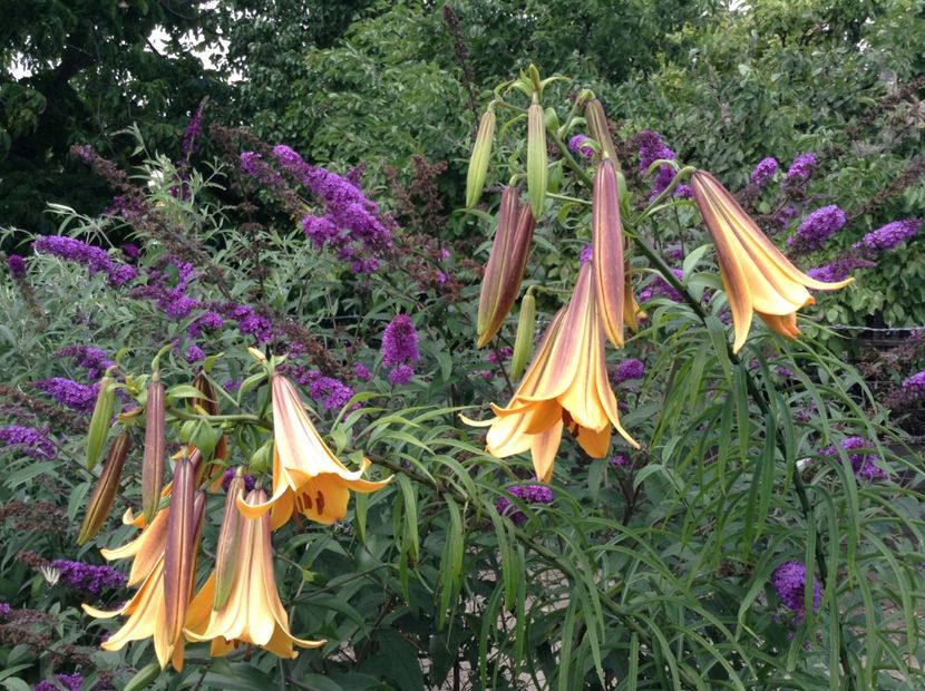 African queen - Crini 2018