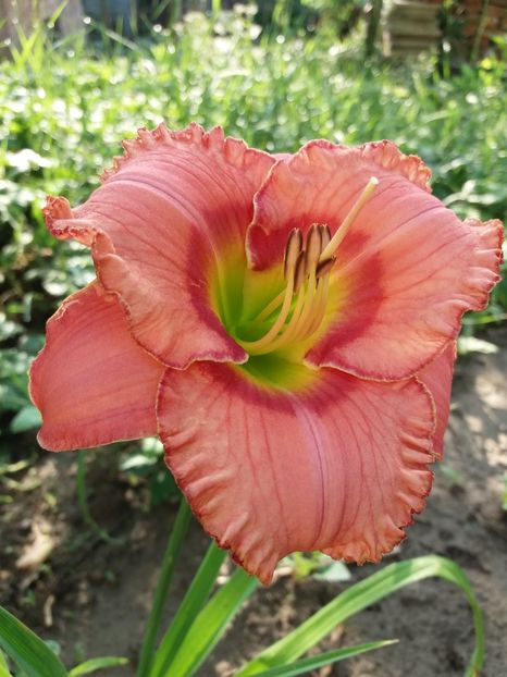  - 0Flori de interior si exterior 2018