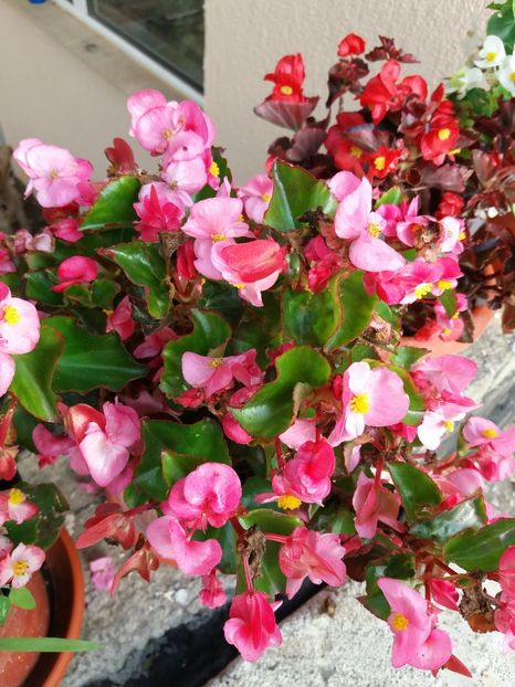  - 0Flori de interior si exterior 2018