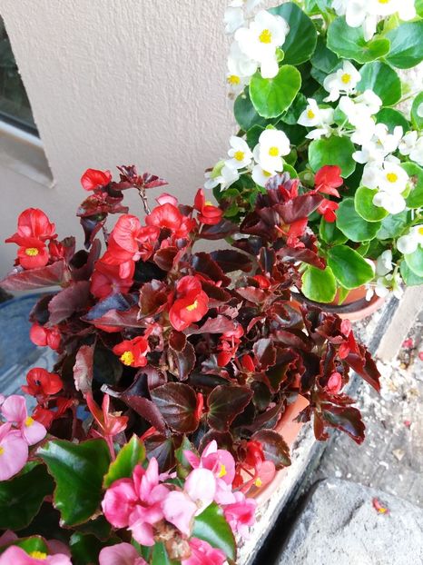  - 0Flori de interior si exterior 2018