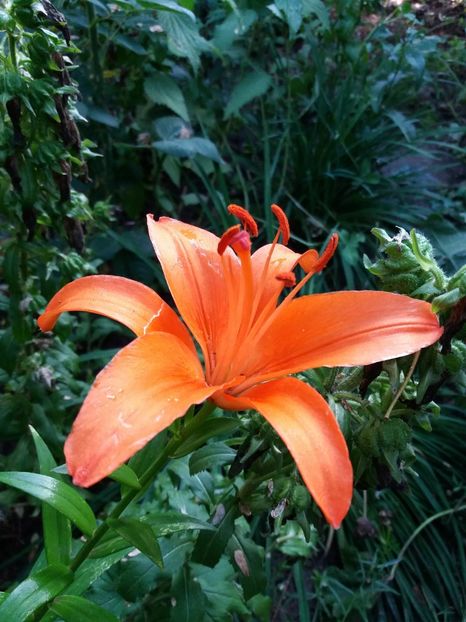  - 0Flori de interior si exterior 2018