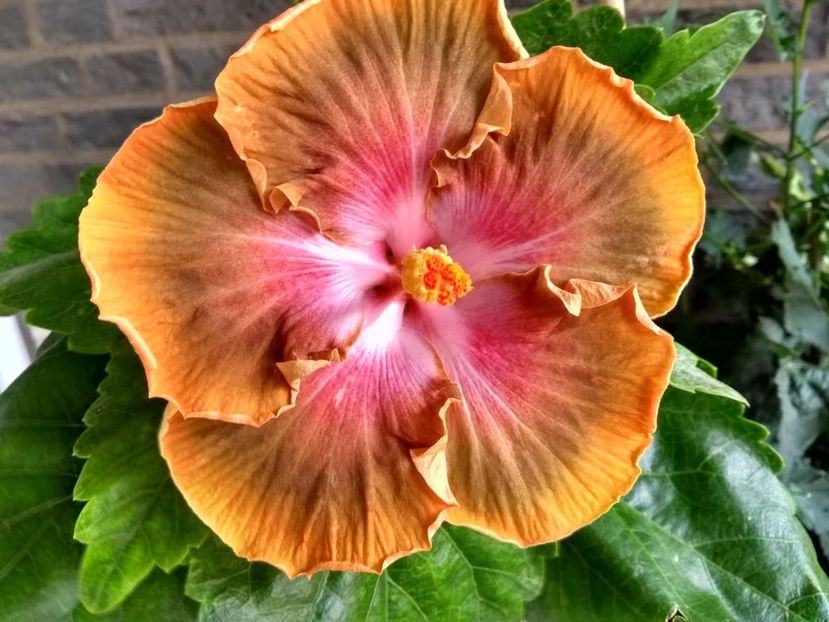 Bob Carran - 0Hibiscus in colectie infloriti