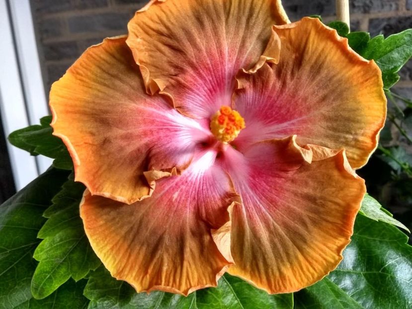 Bob Carran - 0Hibiscus in colectie infloriti