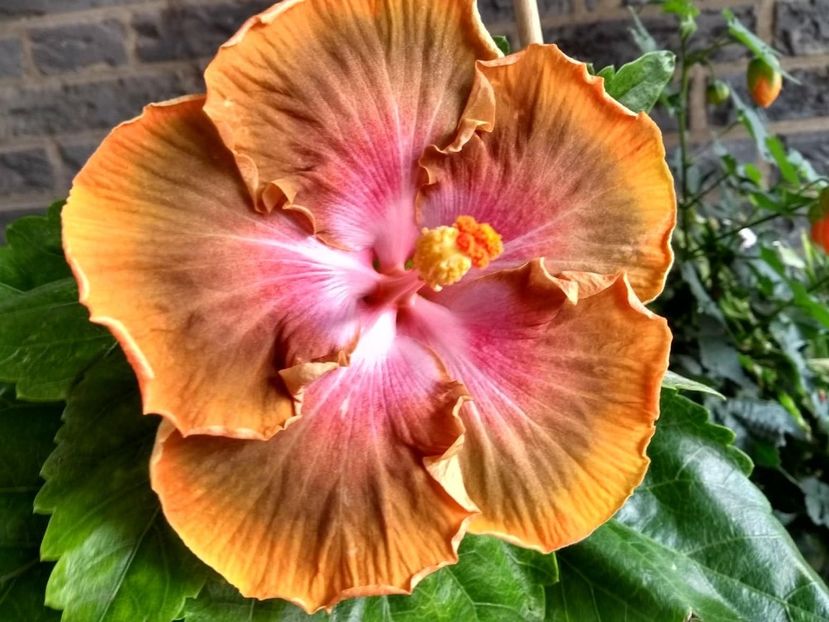 Bob Carran - 0Hibiscus in colectie infloriti