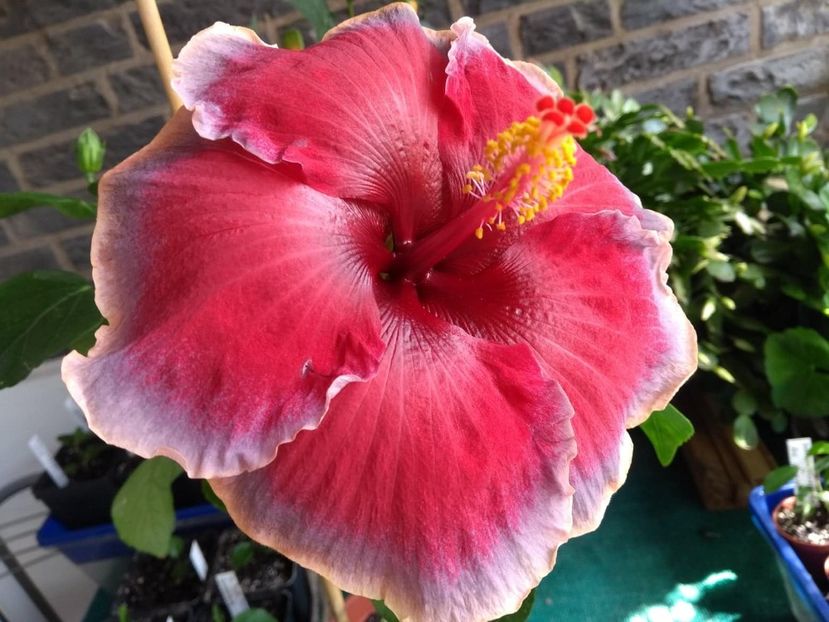  - Indian Divine Grace