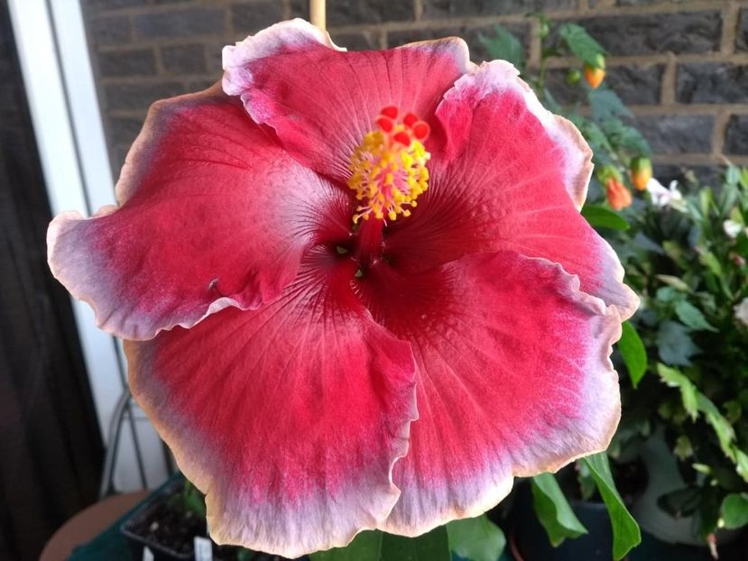  - Indian Divine Grace