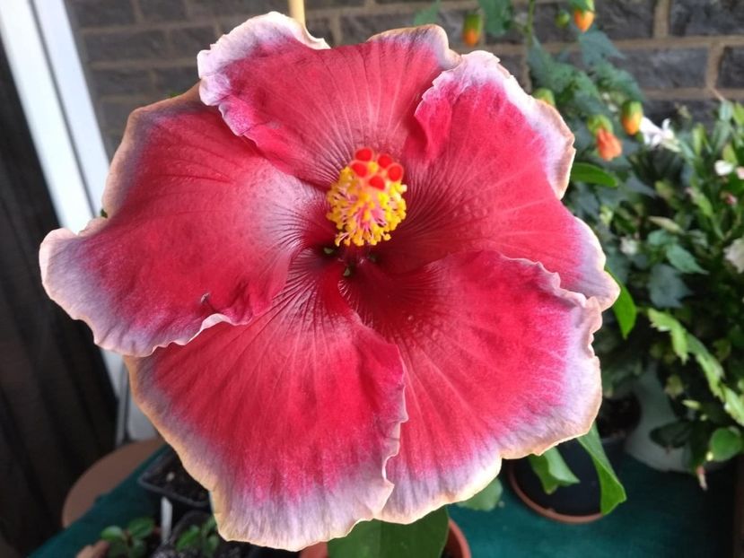  - Indian Divine Grace