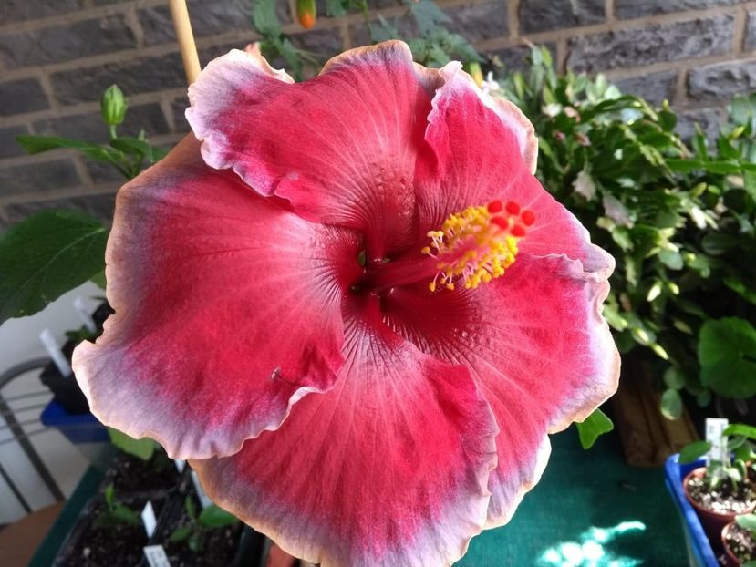  - Indian Divine Grace