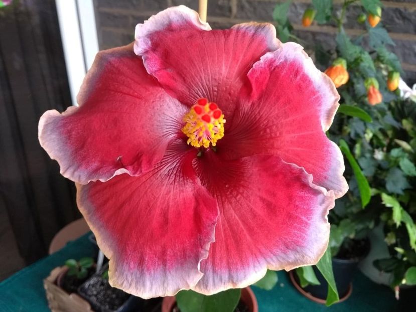  - Indian Divine Grace