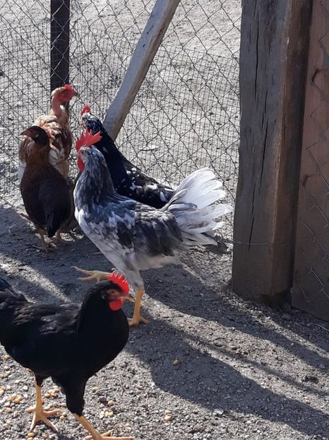 IMG-20180621-WA0006 - Primii pui 2018