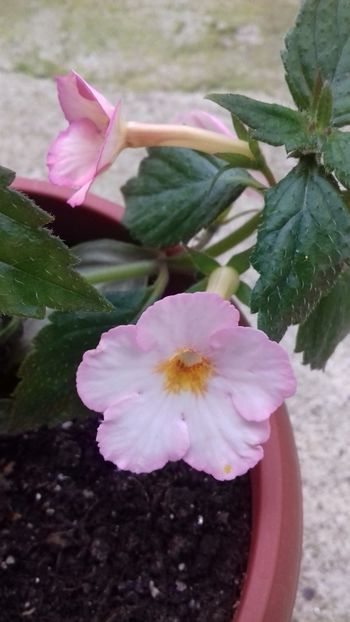 21.06.2018 - Rozi Roza 1 nataliadinca