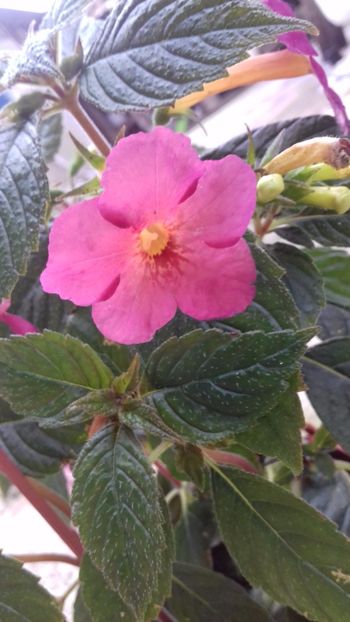 21.06.2018 - Ice Tea-gabi gligor