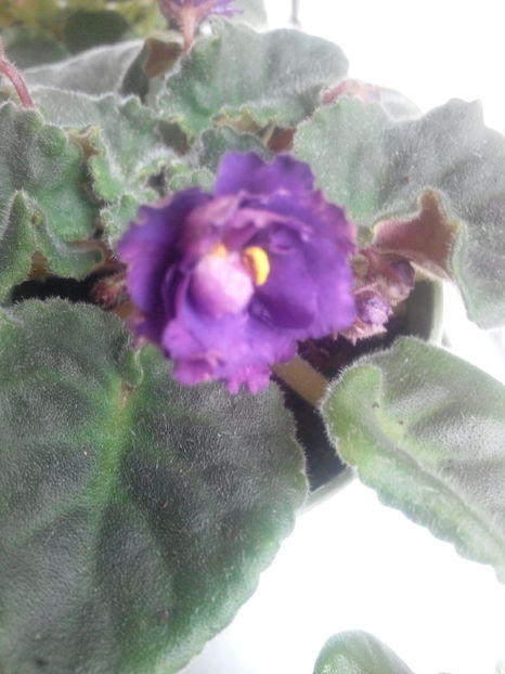  - violete africane