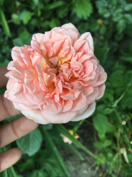 Auscot - Trandafiri 2018 ll