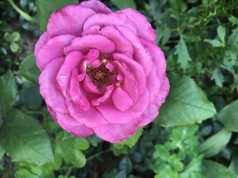 Blue angel - Trandafiri 2018 ll