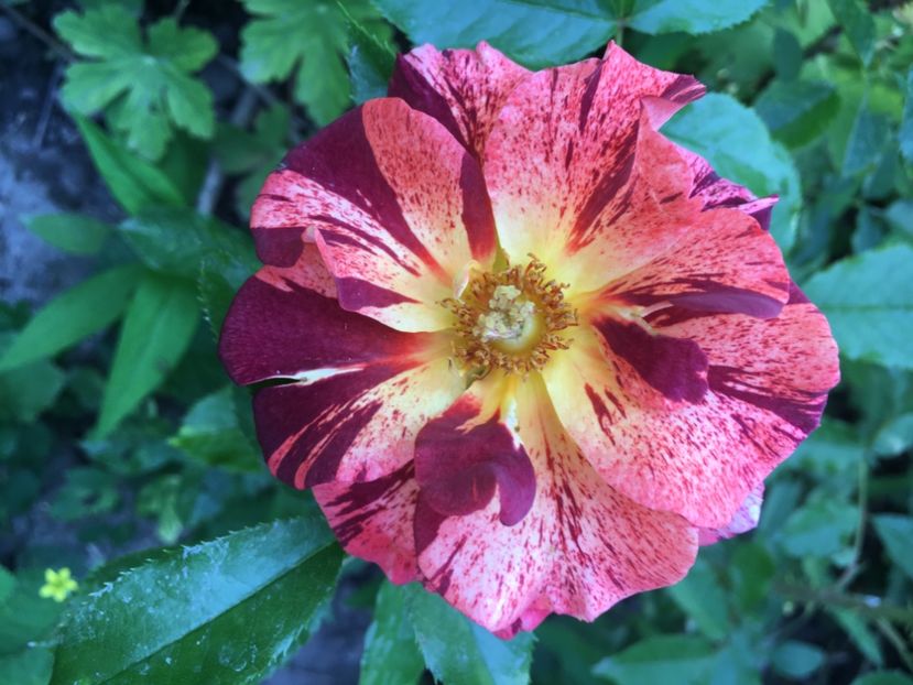 summer lodge - Trandafiri 2018 ll