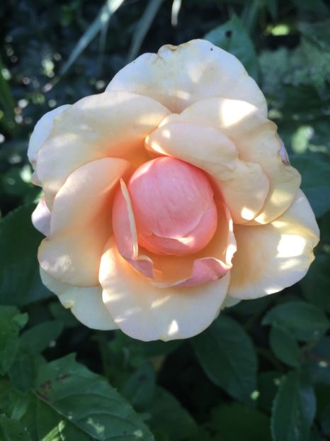 Olympic palace - Trandafiri 2018 ll