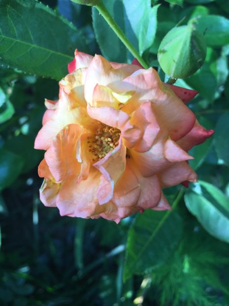 Cluj 2010 - Trandafiri 2018 ll