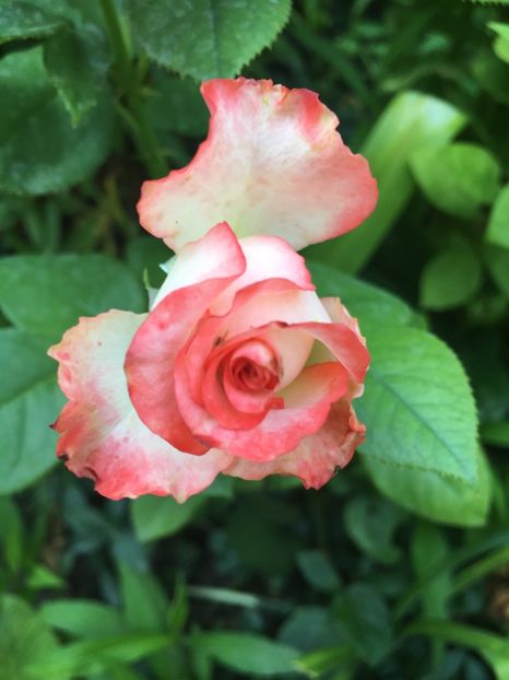 Bulgaresc - Trandafiri 2018 ll