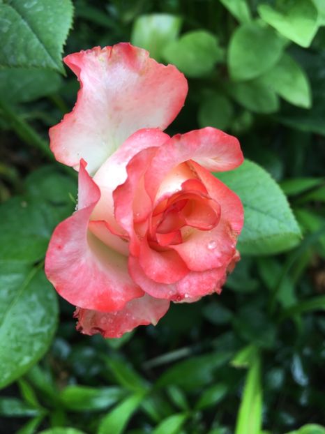 bulgaresc - Trandafiri 2018 ll