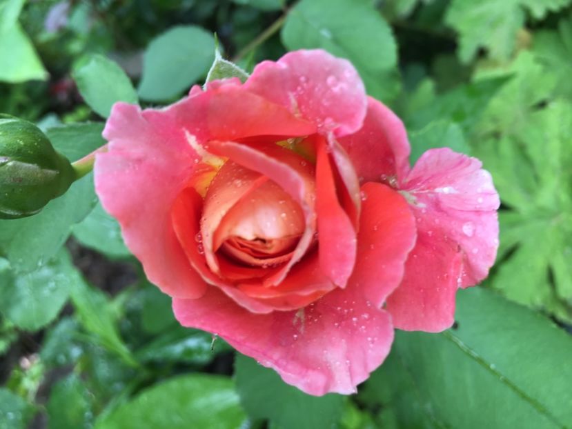 Jef l’artist - Trandafiri 2018 ll