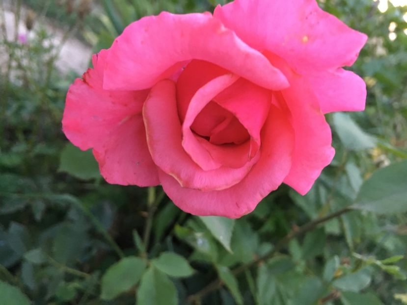 Veteran necunoscut - Trandafiri la balta